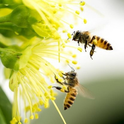 Imkerwanderung - Von der Blüte zum Honig