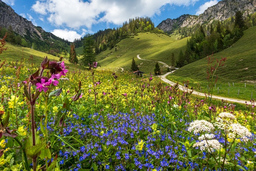 Alpenblütenwanderung - ...Ruhpoldings wunderschöne Alpen-Flora entdecken